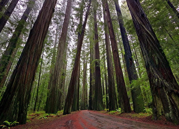 Redwood Trees, Humboldt - Best places to bungee jump - 2018 - TrendMut- USA