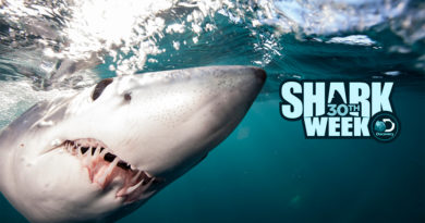 where to watch shark week 2018 online