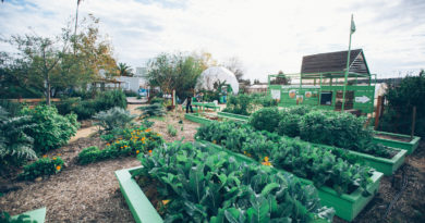 Benefits of Involving in Organic Gardening