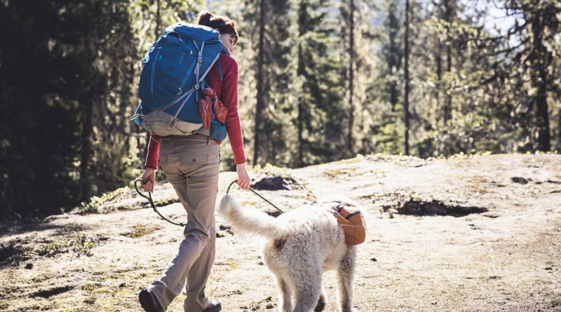 how to go backpacking with a dog