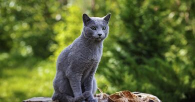 know cat breeds - trendmut - 2021