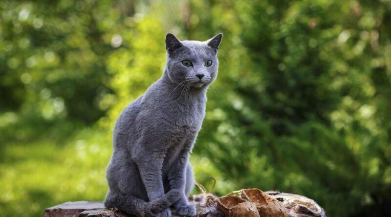 know cat breeds - trendmut - 2021