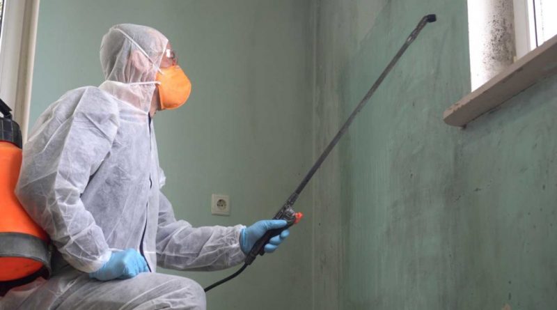 professional mold remediation specialist