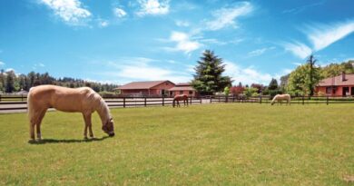 Buying Horse Properties