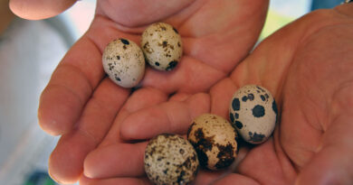 Hatching Quail Eggs