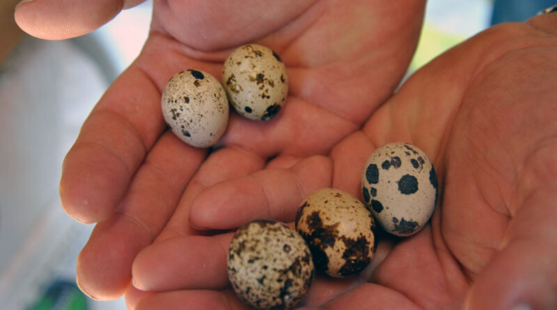 Hatching Quail Eggs