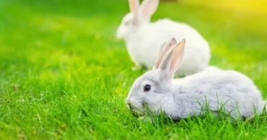 protect your pet rabbit from predators