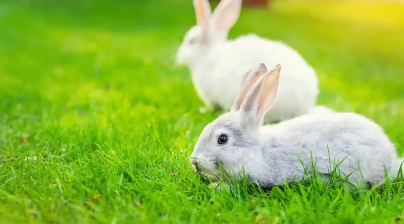 protect your pet rabbit from predators
