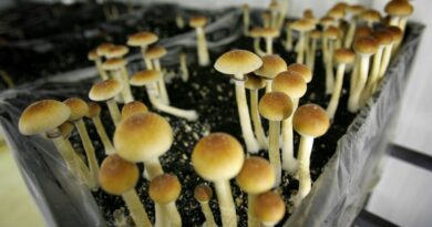 Magic Mushrooms In Montreal