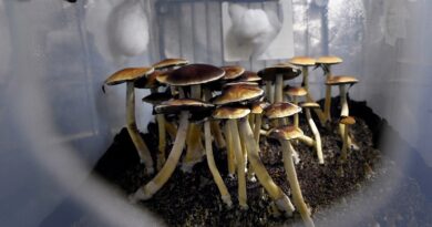 Psilocybin Mushrooms in Canada - 2023 - TrendMut