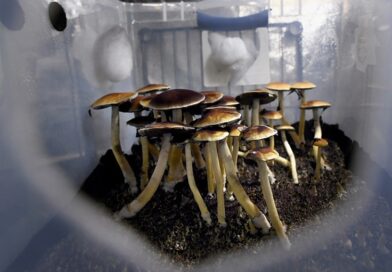 Psilocybin Mushrooms in Canada - 2023 - TrendMut