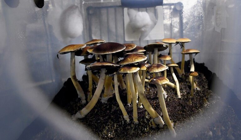 Psilocybin Mushrooms in Canada - 2023 - TrendMut